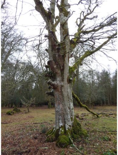 On a moribund beech adjacent to various other fungus species in the New Forest, UK.